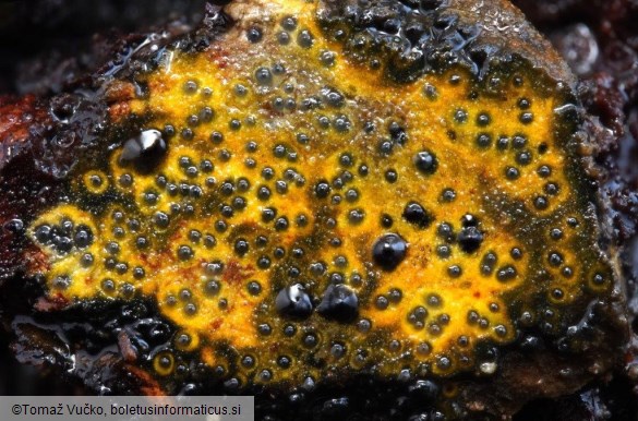 Camaropella lutea