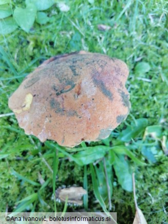Suillellus queletii
