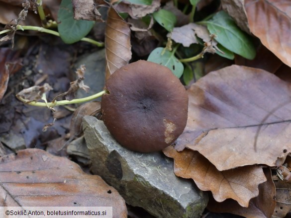 Lactarius serifluus