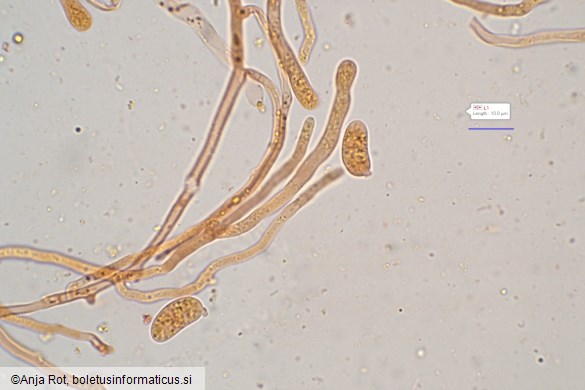 Dacrymyces capitatus