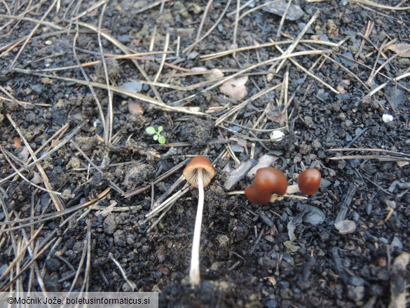 Parasola conopilea