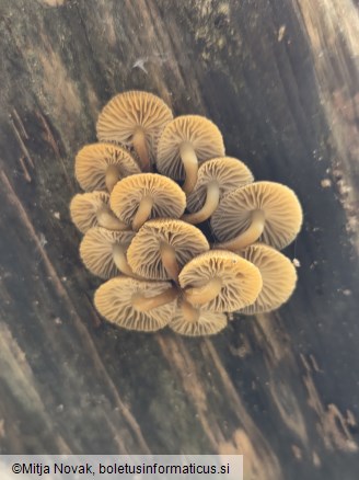 Mycena tintinnabulum