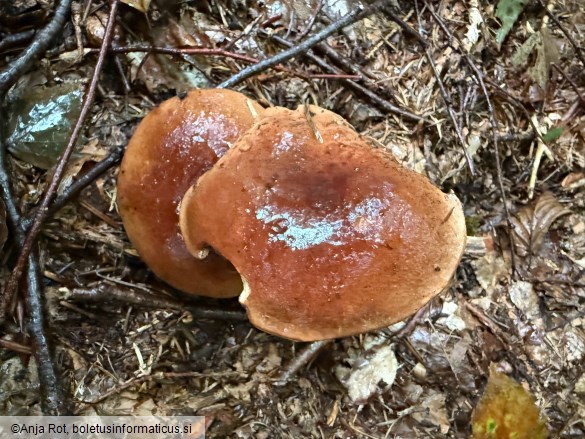 Imleria badia