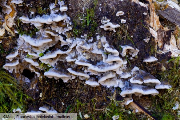 Bjerkandera adusta
