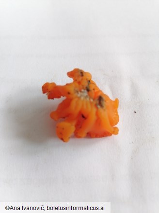 Tremella aurantia