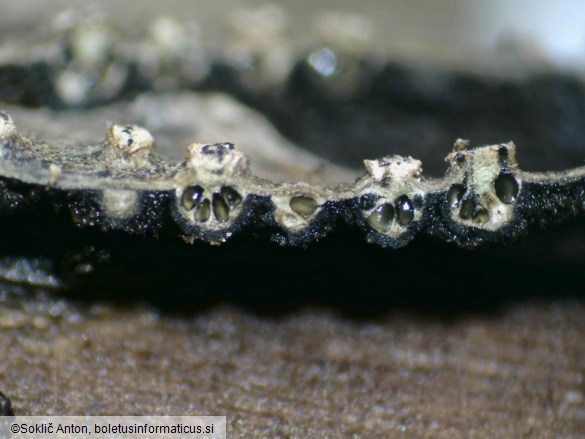 Leucostoma niveum