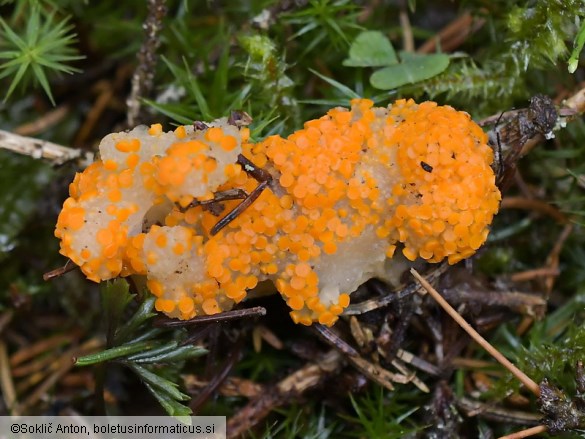 Byssonectria terrestris