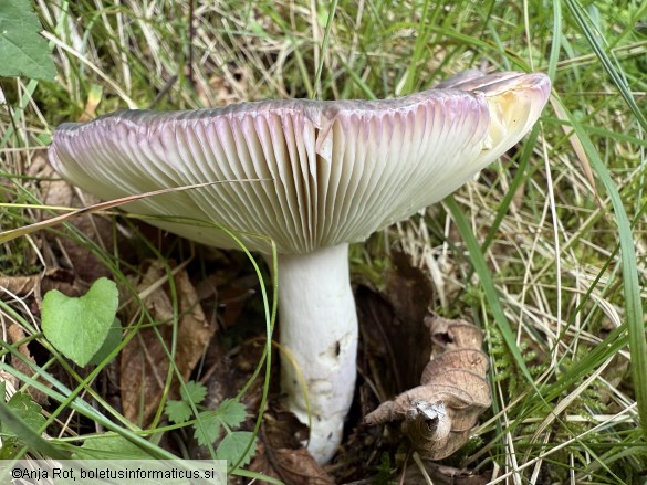 Russula grisea