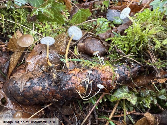Strobilurus esculentus