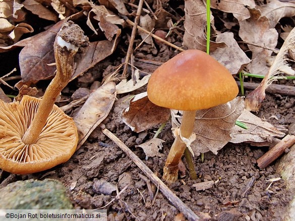 Conocybe aporos