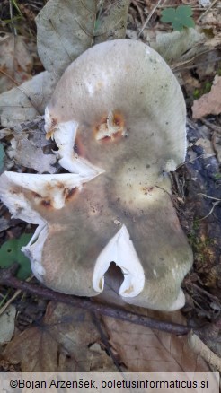 Russula cyanoxantha