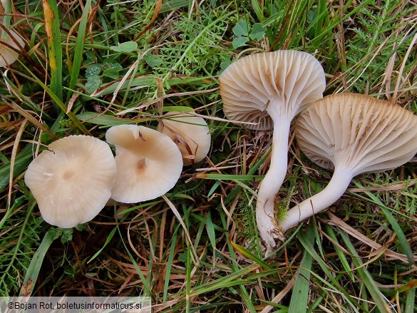Cuphophyllus colemannianus