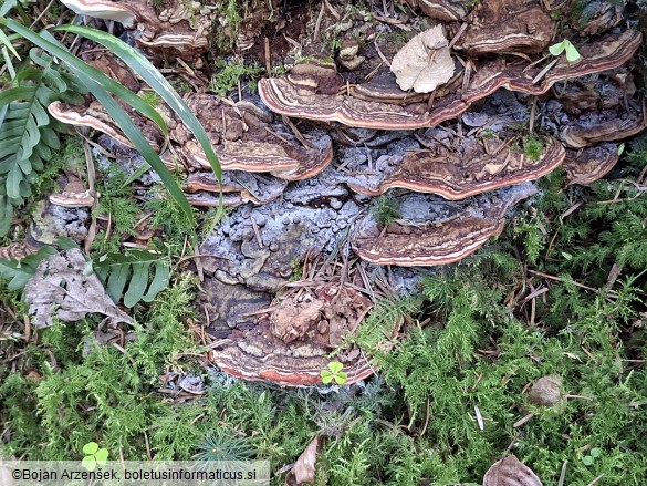 Heterobasidion parviporum