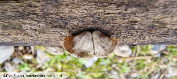 Schizophyllum amplum