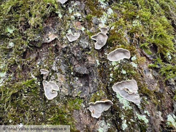 Aleurodiscus disciformis