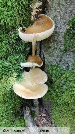 Hymenopellis radicata