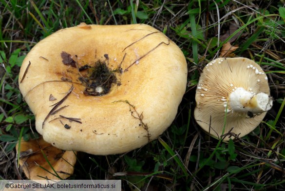 Lactarius zonarius