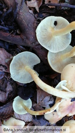 Hypholoma fasciculare