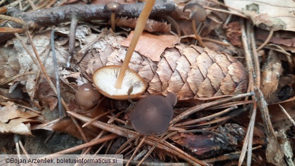 Strobilurus esculentus