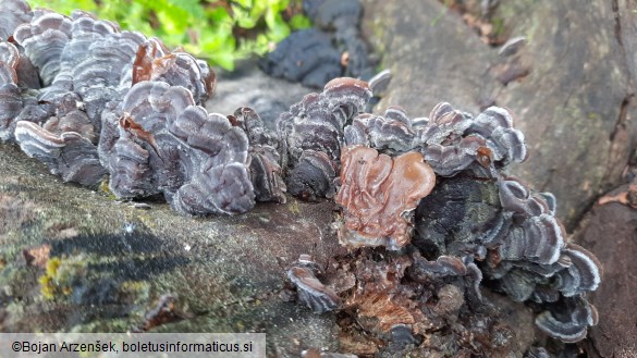 Auricularia mesenterica