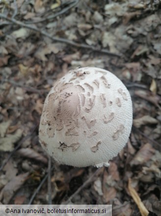 Macrolepiota mastoidea