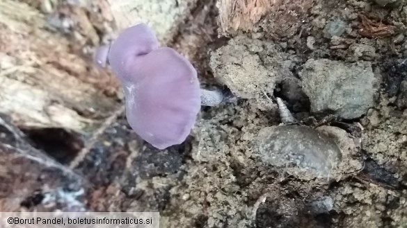 Laccaria amethystina