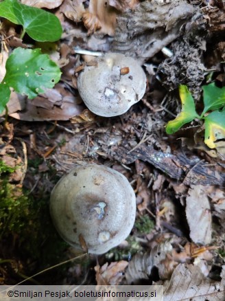 Lactarius circellatus