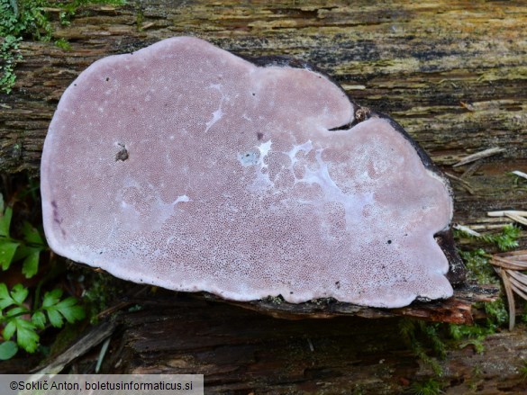 Rhodofomes roseus