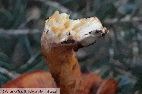 Cortinarius bolaris