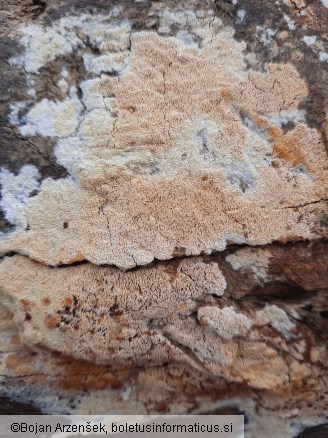 Pachykytospora tuberculosa