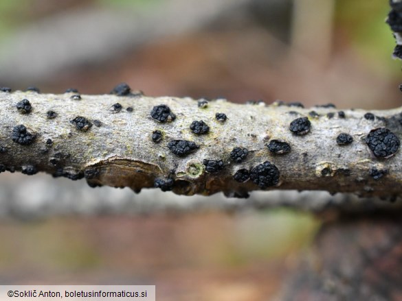 Neocucurbitaria rhamni