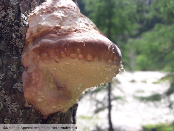 Fomitopsis pinicola
