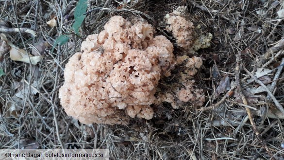 Sparassis crispa