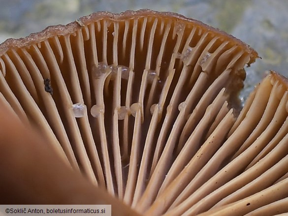 Lactarius serifluus