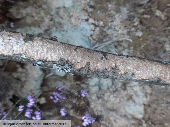 Vuilleminia comedens