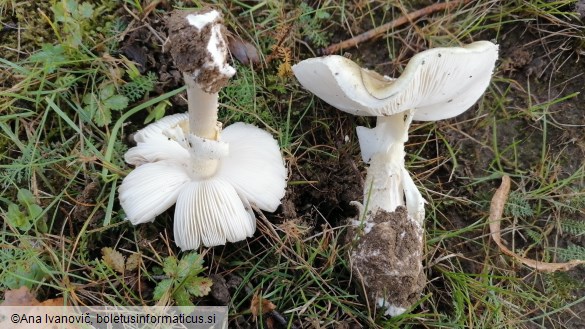 Limacella illinita