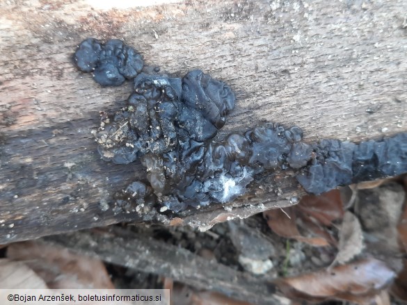 Exidia glandulosa