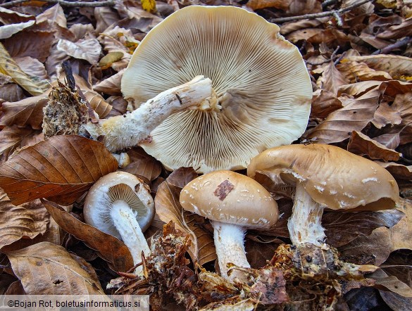 Pholiota lenta