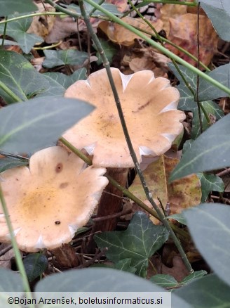 Armillaria mellea