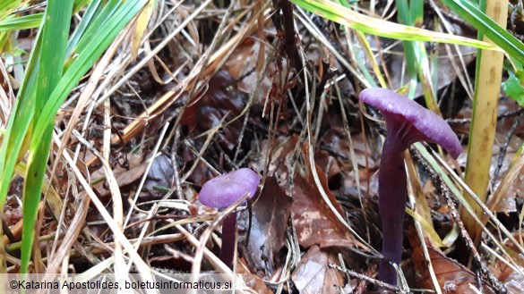 Laccaria amethystina