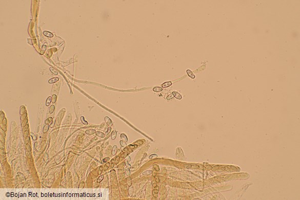Otidea concinna