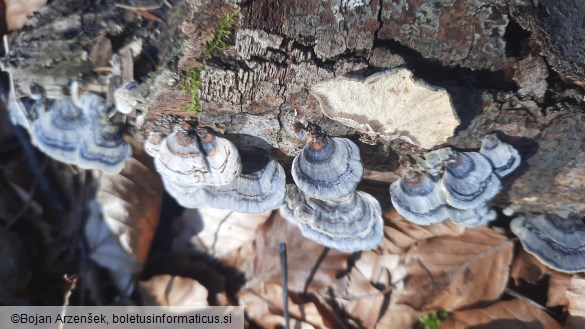 Trametes versicolor
