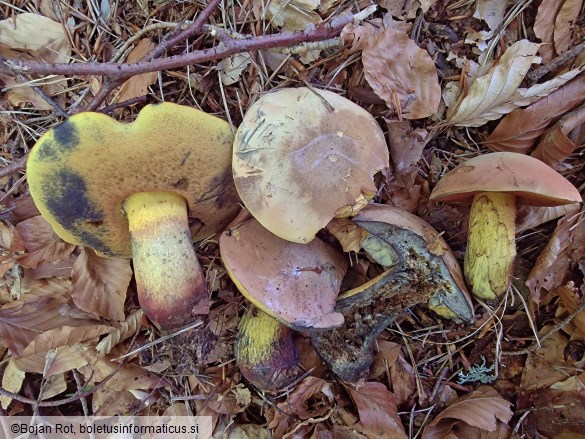 Suillellus luridus