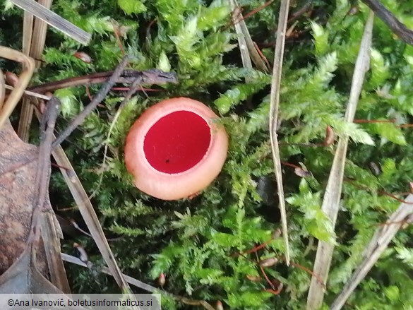 Sarcoscypha austriaca