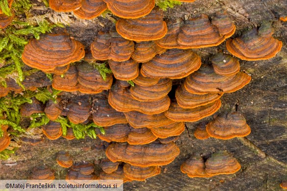 Hymenochaete rubiginosa