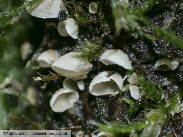Chromocyphella muscicola