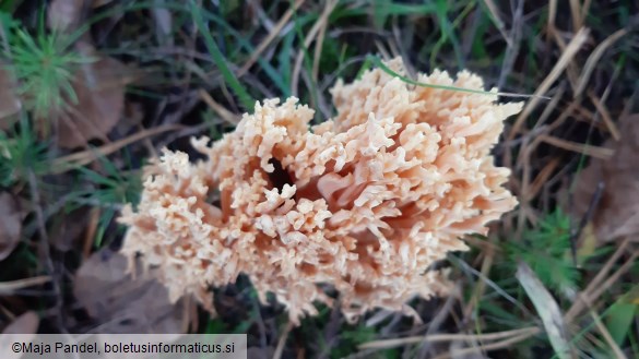 Ramaria formosa