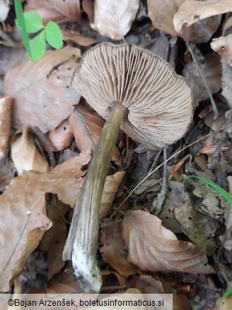Entoloma plebejum