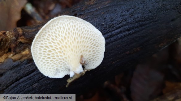 Neofavolus alveolaris