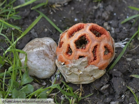 Clathrus ruber